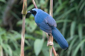 Turquoise Jay, Guango Lodge, Napo, Ecuador, November 2019 - click for larger image