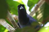 Violaceous Jay, Palmarí, Amazonas, Brazil, September 2003 - click for larger image