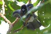 Violaceous Jay, Palmarí, Amazonas, Brazil, September 2003 - click for larger image