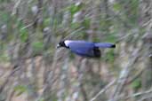 Violaceous Jay, Palmarí, Amazonas, Brazil, September 2003 - click for larger image