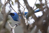 White-collared Jay, Abra Barra Negro, Amazonas, Peru, October 2018 - click for larger image