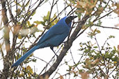 White-collared Jay, Abra Barra Negro, Amazonas, Peru, October 2018 - click for larger image