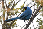 White-collared Jay, Abra Barra Negro, Amazonas, Peru, October 2018 - click for larger image