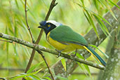 Green Jay, Otún-Quimbaya, Risaralda, Colombia, April 2012 - click for larger image