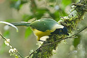 Green Jay, Otún-Quimbaya, Risaralda, Colombia, April 2012 - click for larger image