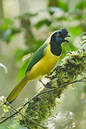 Green Jay, Otún-Quimbaya, Risaralda, Colombia, April 2012 - click for larger image