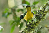 Green Jay, Otún-Quimbaya, Risaralda, Colombia, April 2012 - click for larger image