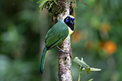 Green Jay, Cabanas San Isidro, Napo, Ecuador, November 2019 - click for larger image