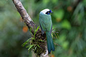 Green Jay, Cabanas San Isidro, Napo, Ecuador, November 2019 - click for larger image