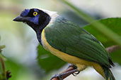 Green Jay, Cabanas San Isidro, Napo, Ecuador, November 2019 - click for larger image