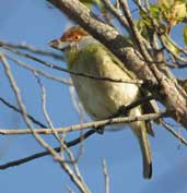 Rufous-browed Peppershrike, Chapada Diamantina, Bahia, Brazil, July 2002 - click for larger image