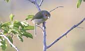 Rufous-browed Peppershrike, Chapada Diamantina, Bahia, Brazil, July 2002 - click for larger image