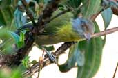 Rufous-browed Peppershrike, São Paulo, Brazil, April 2004 - click for larger image