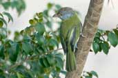 Rufous-browed Peppershrike, São Paulo, Brazil, April 2004 - click for larger image