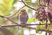 Black-billed Peppershrike, Amagusa Reserve, Pichincha, Ecuador, November 2019 - click for larger image
