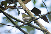 Black-billed Peppershrike, Cabanas San Isidro, Napo, Ecuador, November 2019 - click for larger image