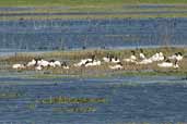 Black-necked Swan, Taim, Rio Grande do Sul, Brazil, August 2004 - click for larger image