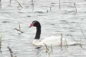 Black-necked Swan, Taim, Rio Grande do Sul, Brazil, August 2004 - click for larger image