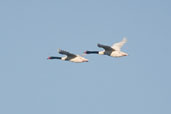 Black-necked Swan, Caulin, Chiloe, Chile, November 2005 - click for larger image