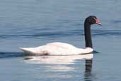 Black-necked Swan, Caulin, Chiloe, Chile, November 2005 - click for larger image