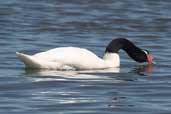 Black-necked Swan, Caulin, Chiloe, Chile, November 2005 - click for larger image