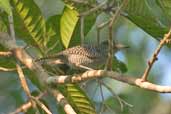 Female Fasciated Antshrike, Borba, Amazonas, Brazil, August 2004 - click for larger image