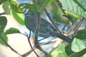 Male Fasciated Antshrike, Borba, Amazonas, Brazil, August 2004 - click for larger image