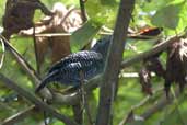 Male Fasciated Antshrike, River Javarí, Peru, September 2003 - click for larger image