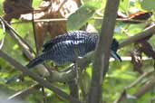 Male Fasciated Antshrike, River Javarí, Peru, September 2003 - click for larger image