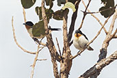 White-rumped Tanager, Brazil, October 2022 - click for larger image
