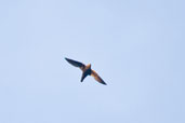 Great Dusky Swift, Ituberá, Bahia, Brazil, November 2008 - click for larger image