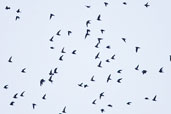 Great Dusky Swift, Ituberá, Bahia, Brazil, November 2008 - click for larger image