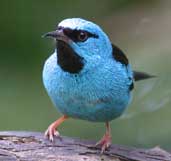 Male Blue Dacnis, Ubatuba, São Paulo, Brazil, Aug 2002 - click for larger image