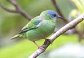 Female Blue Dacnis, Ubatuba, São Paulo, Brazil, Aug 2002 - click for larger image