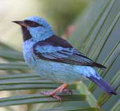 Male Blue Dacnis, Ubatuba, São Paulo, Brazil, Aug 2002 - click for larger image