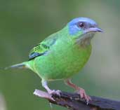 Female Blue Dacnis, Ubatuba, São Paulo, Brazil, Aug 2002 - click for larger image