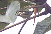 Yellow-tufted Dacnis, Rio Silanche, Pichincha, Ecuador, November 2019 - click for larger image