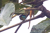 Yellow-tufted Dacnis, Rio Silanche, Pichincha, Ecuador, November 2019 - click for larger image