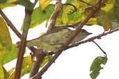 Female Yellow-bellied Dacnis, Cristalino, Mato Grosso, Brazil, April 2003 - click for larger image