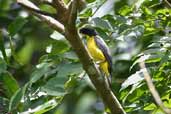 Male Yellow-bellied Dacnis, Cristalino, Mato Grosso, Brazil, April 2003 - click for larger image