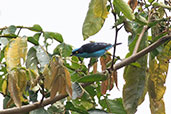 Black-faced Dacnis, Upper Loreto Road, Napo, Ecuador, November 2019 - click for larger image