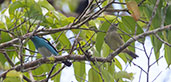 Black-faced Dacnis, Upper Loreto Road, Napo, Ecuador, November 2019 - click for larger image