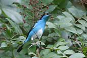 Black-faced Dacnis, Cristalino, Mato Grosso, Brazil, April 2004 - click for larger image