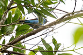 Black-legged Dacnis, Iporanga, Sao Paulo, Brazil, October 2022 - click for larger image