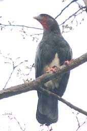 Red-throated Caracara, Borba, Amazonas, Brazil, August 2004 - click for larger image