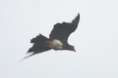 Red-throated Caracara, Cristalino, Mato Grosso, Brazil, April 2003 - click for larger image