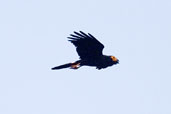 Black Caracara, Carajás, Pará, Brazil, October 2005 - click for larger image