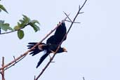 Black Caracara, Carajás, Pará, Brazil, October 2005 - click for larger image