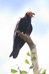 Black Caracara, Cristalino, Mato Grosso, Brazil, April 2003 - click for larger image