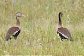Black-bellied Whistling-ducks, Pantanal, Mato Grosso, Brazil, December 2006 - click for a larger image